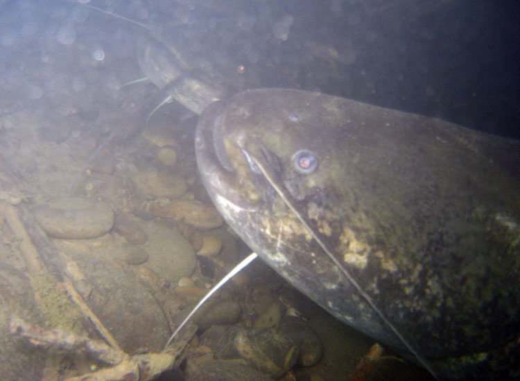 Una nuotata con i siluri Silurus glanis